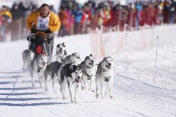Lenk 2013